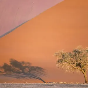 Picture No. 11676038