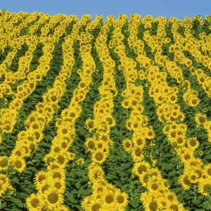 Picture No. 11676054 Picture No. 11676054