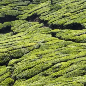 Picture No. 11676956 Picture No. 11676956