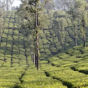 Picture No. 11676963 Picture No. 11676963
