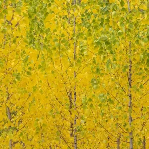 Picture No. 11808867 Picture No. 11808867