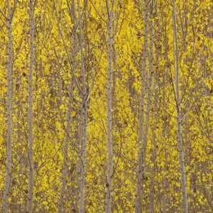 Picture No. 11808874 Picture No. 11808874