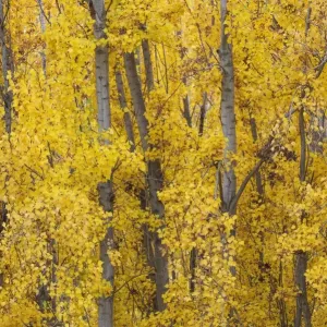 Picture No. 11808877 Picture No. 11808877