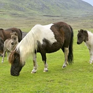 Piebald Shetland Pony - herd with mares and foals on pasture Central Mainland, Shetland Isles, Scotland, UK