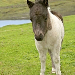 Piebald Shetland Pony - front view of cute foal Central Mainland, Shetland Isles, Scotland, UK