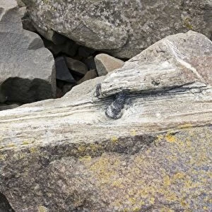 Piece of fossilised tree trunk in exposed rocks on beach of Curio Bay site of fossil forest in the Catlins coast south-eastern Southland New Zealand. The fossilised trees date back to the middle Jurassic