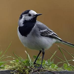 Pied Wagtail - European race, adult in garden Lower Saxony, Germany