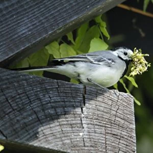Pied / White Wagtail - perched on roof eave - with nest material in beak - Lower Saxony - Germany