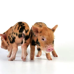 Pig - 1 week old Kune Kune piglets