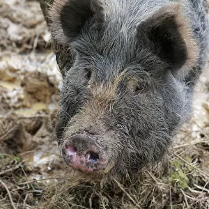PIG. Berkshire pig in mud (head shot)