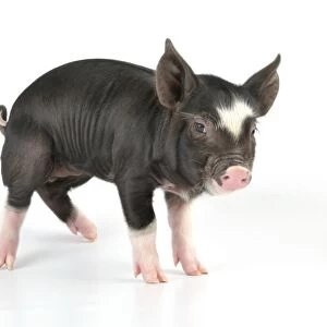 Pig - Berkshire piglet