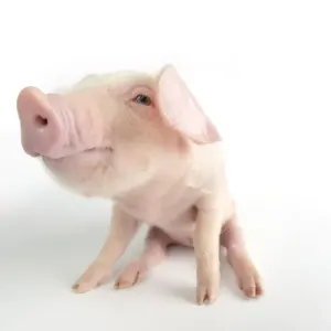Pig. British lop piglet on white background Pig. British lop piglet on white background