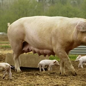 Pig Elevage "Large white" Pig and piglets in sty Sarthe, France