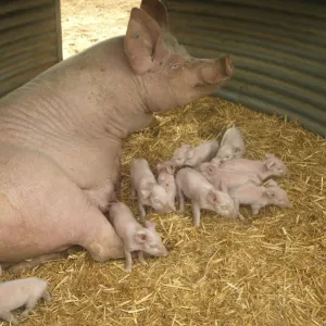 Pig Elevage "Large white" Pig with piglets in sty Sarthe, France