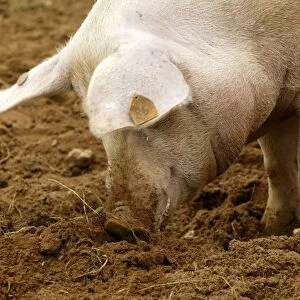 Pig Elevage "Large white" Sarthe, France