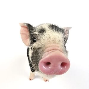 Pig. Kune Kune piglet on white background