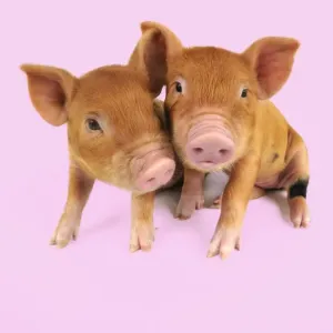 Pig. Kune Kune piglets on pink background Digital Manipulation: background white to pink Pig. Kune Kune piglets on pink background Digital Manipulation: background white to pink