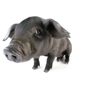 Pig. Large black piglet Pig. Large black piglet