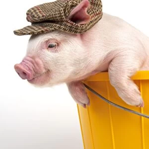 PIG - Piglet in a bucket wearing a hat