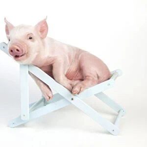 PIG - Piglet laying in deckchair