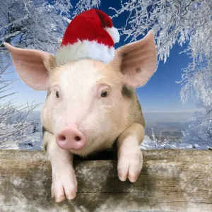 Pig - Piglet looking over fence wearing Christmas hat in snow scene Digital Manipulation: added background USH - hat Su - added snow to fence Pig - Piglet looking over fence wearing Christmas hat in snow scene Digital Manipulation: added background USH - hat Su - added snow to fence