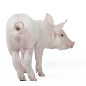 Pig - Piglet - rear view