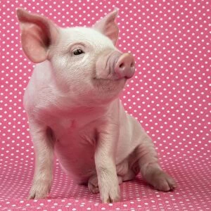 PIG - Piglet sitting on pink spotty blanket