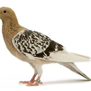 Pigeon - Nuremberg Lark