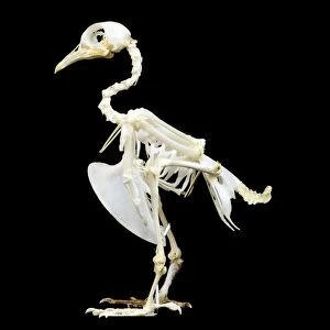 Pigeon Skeleton