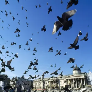 Pigeons - large flock in Trafalgar Square - London - UK Pigeons - large flock in Trafalgar Square - London - UK