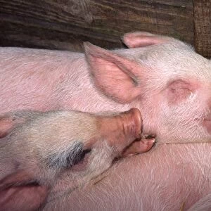 Piglets - sleeping in stall Norfolk UK