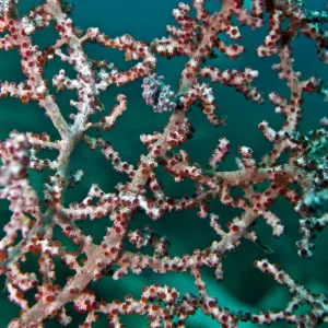 Pigmy Seahorse - living in seafans of similar colour and texture - Indonesia