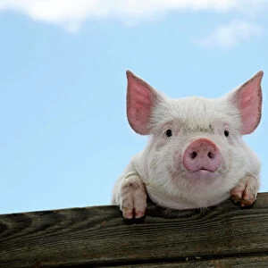 PIGS. Piglet looking over door