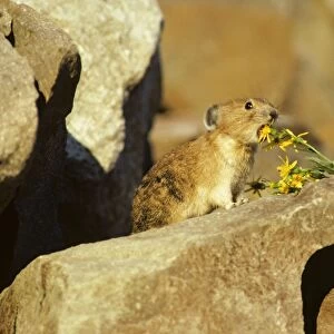 Pika / Cony - about to eat groundsel flower, Pacific North West, USA. MH789