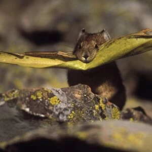 Pika - Leaf in mouth, storing vegetation to be used as food in winter - Inhabits talus slopes and rock slides usually near timberline and high mountains - Lives in colonies - Each pika has a territory within the colony at least in autumn - Related
