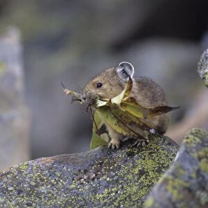 Pika - With leaves in mouth - Colorado, USA - Storing vegetation to be used as food in winter - Inhabits talus slopes and rock slides usually near timberline