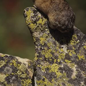 Pika - On rock - Colorado, USA - Inhabits talus slopes and rock slides usually near timberline and high mountains - Lives in colonies - Each pika has a territory within the colony at least in autumn - Related to rabbits - Feeds on grasses