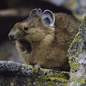 Pika - Yawning - Colorado, USA - Inhabits talus slopes and rock slides usually near timberline and high mountains - Lives in colonies - Each pika has a territory within the colony at least in autumn - Related to rabbits - Feeds on grasses
