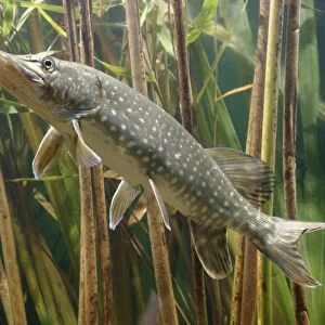 Pike - side view in reeds Bedfordshire UK