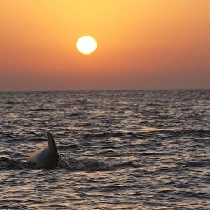 Pilot Whale - at sunset. The strait of Gibraltar