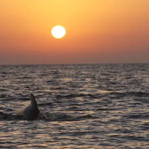 Pilot Whale - at sunset. The strait of Gibraltar Pilot Whale - at sunset. The strait of Gibraltar
