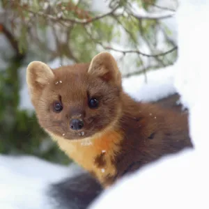 pine marten in snow, Germany