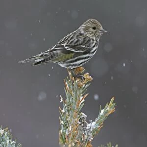 Pine Siskin - perched on tree top in snow - New York - USA