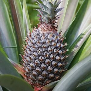 Pineapple - Bali - Indonesia
