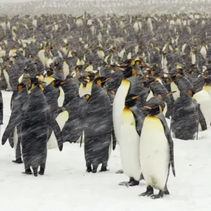 Pinguin Pinguin
