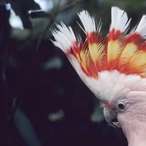 Pink Cockatoo - Upswept crest whitish when folded and when spread shows bands of scarlet and yellow Australia