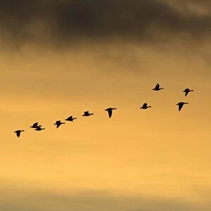 Pink-footed Geese - skein flying in autumn twilight, Lindisfarne National Nature Reserve, Northumberland, England
