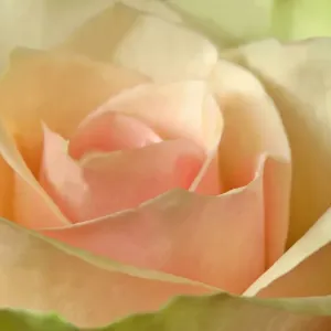 Pink rose detail of a light pink rose Germany Pink rose detail of a light pink rose Germany