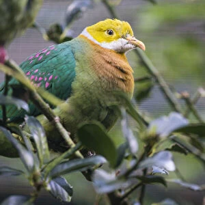 Pink - Spotted Fruit Dove, perched on a branch under controlled conditions, Lower Saxony, Germany, native to New Guinea
