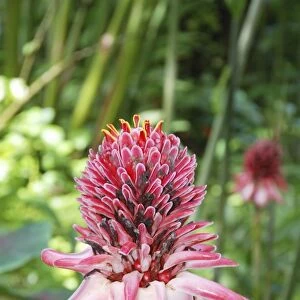 Pink Torch Ginger, originally from Indonesia, grown widely as an ornamental and useful plant in the tropics